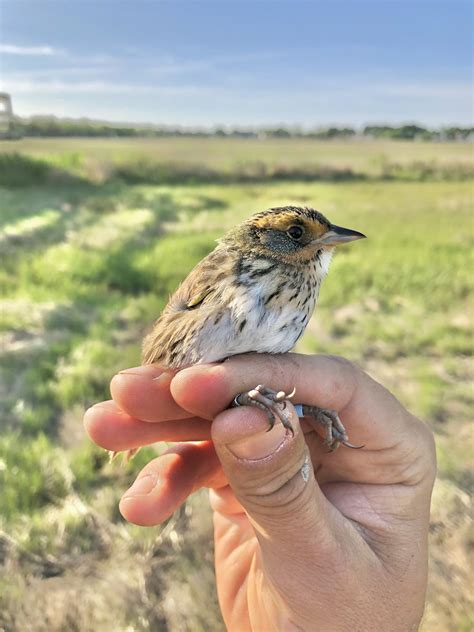 Saltmarsh Sparrow study – Friends of Belle Isle Marsh