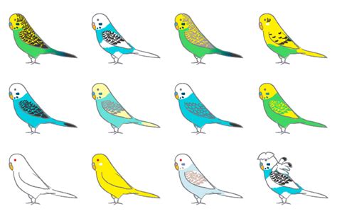 セキセイ インコ の 種類 画像
