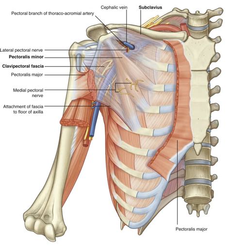 Medial Pectoral Nerve Anatomy Origin Course Injury