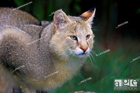 Jungle Cat, Swamp Cat, (Felis chaus), adult alert portrait, Asia, Stock ...