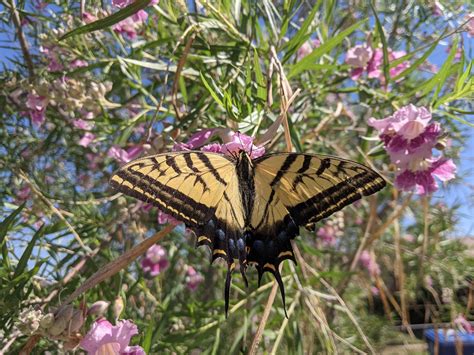 Trees and Pollinators - Tree New Mexico