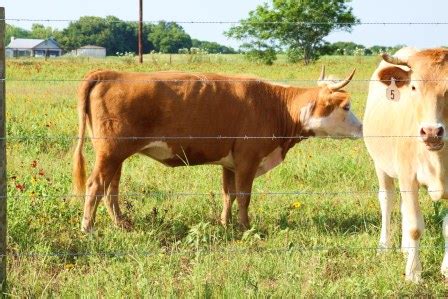 Texas Miniature Hereford - Miniature Hereford For Sale