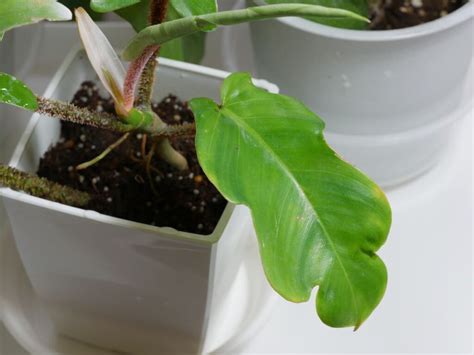 Philodendron Squamiferum Grow And Care Guide