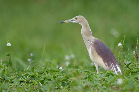 Indian Pond Heron Birds Of Singapore