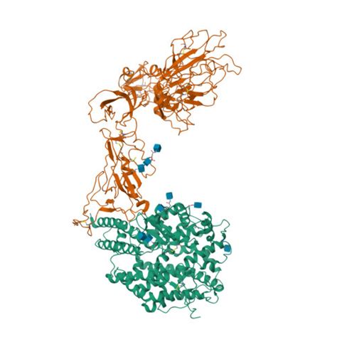 RCSB PDB - 8HXK: BANAL-20-236 S1 in complex with R. Affinis ACE2
