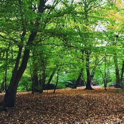 Lnhs Tree Walk In Golders Hill Park Hampstead Heath Conservation