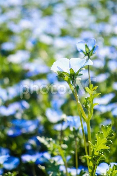 ネモフィラ 花畑 群生 ブルー 青い花 かわいい さわやか 美しい 綺麗 可憐 花畑 No 5146428｜写真素材なら「写真ac」無料