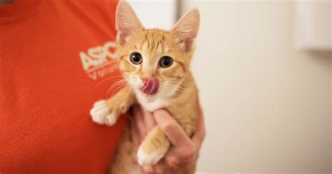 thanksgiving give animals    thankful  aspca