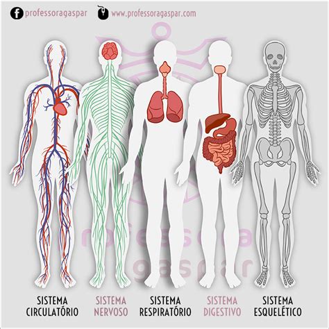Como E Formado O Corpo Humano - 10