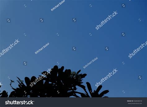 Tree Silhouette Blue Sky Background 3 Stock Photo 568948318 Shutterstock