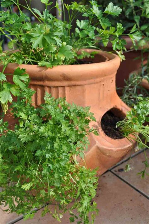 Cultivar Perifollo En Maceta Las Claves Del Xito Recetas Y Consejos