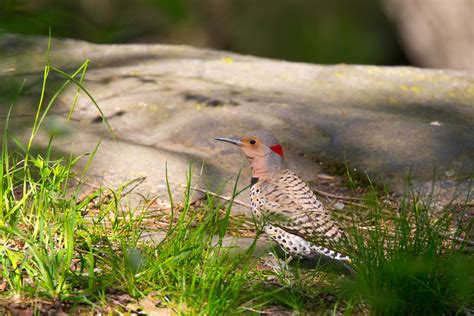 Bird Migration 2020 - Arctic Wildlife Photography, Polar Bear Images