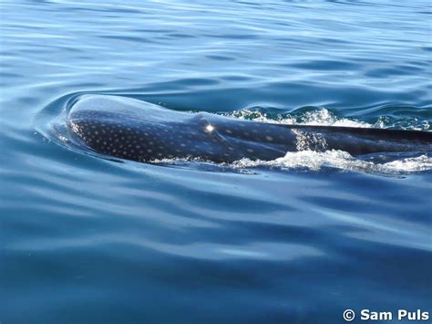 Isla Holbox: whale sharks and relaxing - Wildlife Impulse