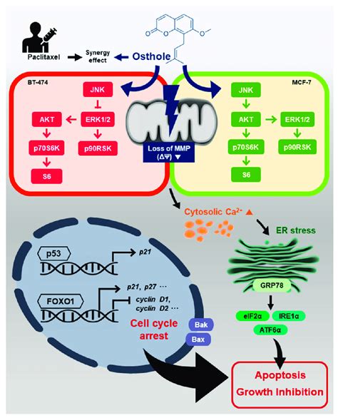 Hypothetical Mechanism Of Action Of Osthole In Human Breast Cancer Cell