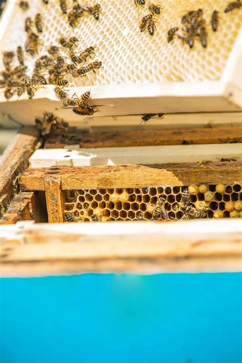 Beekeeper Taking Out Frame With Honeycomb Out Of A Beehive With Bare