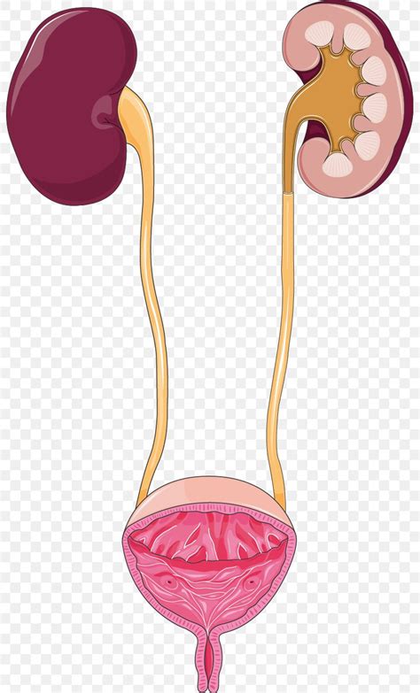 Urinary Tract Infection Excretory System Urine Kidney Urinary Bladder ...