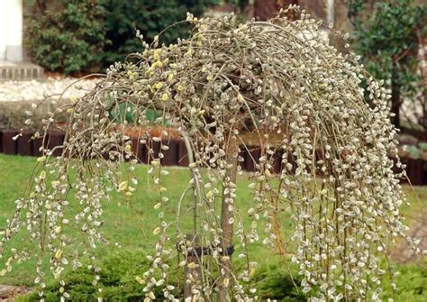 Weeping Pussy Willow Care Tips A Complete Guide To Growing
