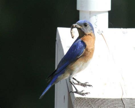 What Do Baby Bluebirds Eat? How to Take Care of Baby Bluebirds