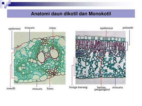 Detail Gambar Anatomi Daun Koleksi Nomer 56