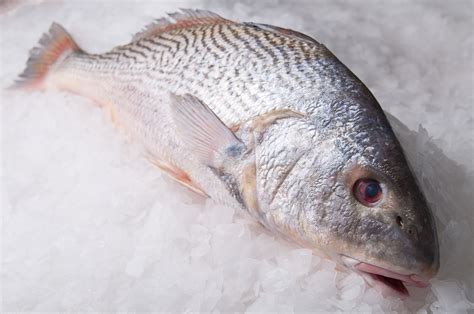 Can You Eat Croaker? - Fishmasters.com