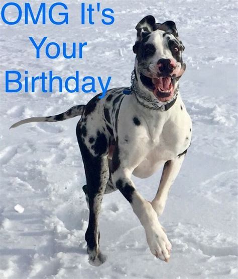 Omg Its Your Birthday Happy Birthday Pinterest Great Dane