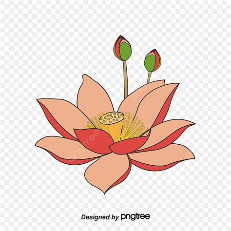 Vector Hand Painted Lotus Lotus Vector Vector Hand Painted Png And