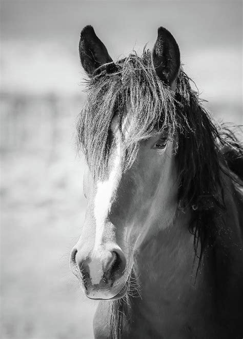 Wild Horse Stud Bw Photograph By Athena Mckinzie Fine Art America