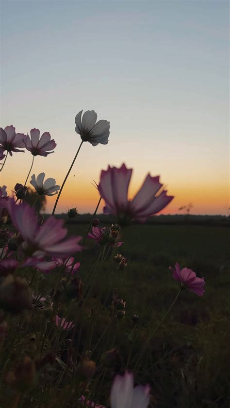 Silhouette flowers at sunset, flowers in evening 18755330 Stock Video ...