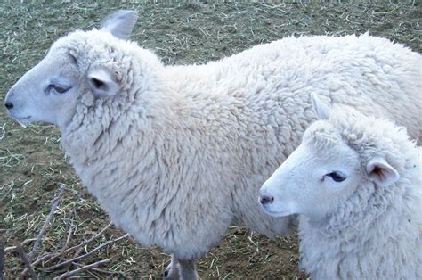 Wool Sheep - SlowYarn.com