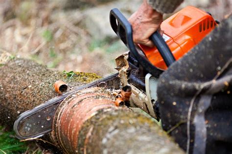 Lumberjack Cutting A Tree Trunk With Chainsaw Stock Photo Image Of