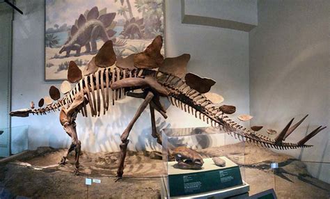 Meet SUE's Neighbors in the Hall of Dinosaurs - Field Museum