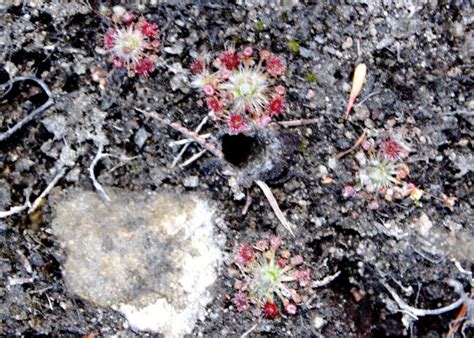 australian carnivorous plants droseraceae