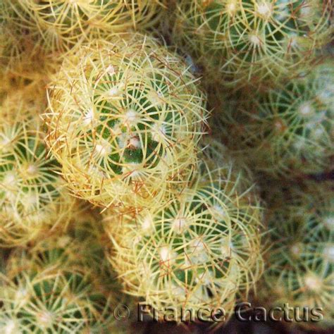 Mammillaria Elongata épines Jaunes En Vente Sur France Cactus