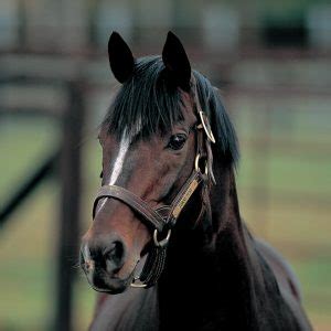 TOKAI TEIO - GALLERY - Shadai Stallion Station