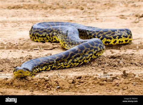 Cobras Do Pantanal Pantanal Wildlife 7 Reptiles That You Are Likely