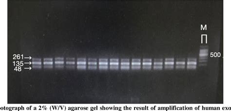 Figure From Tetra Primer Arms Pcr As An Efficient Alternative For