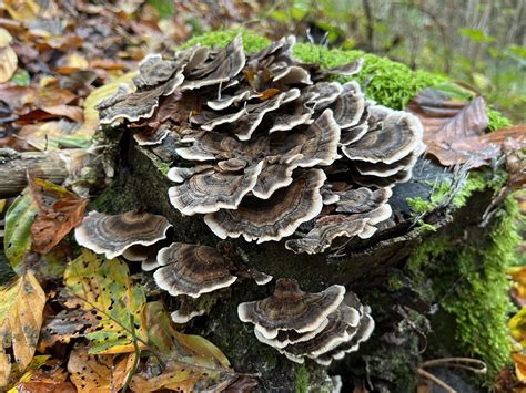 Trametes Versicolor Turkey Tail The Ultimate Mushroom Guide