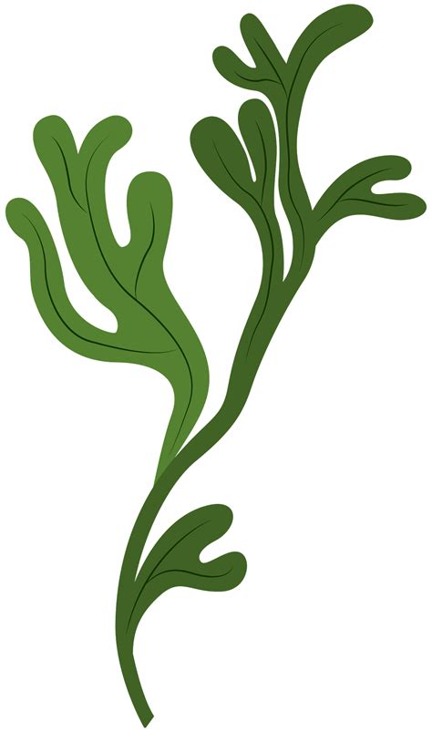 Seaweed Clipart Free Download Transparent Png