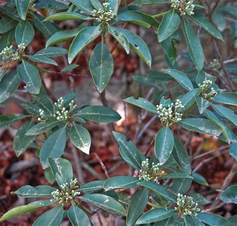 Kalmia Latifolia