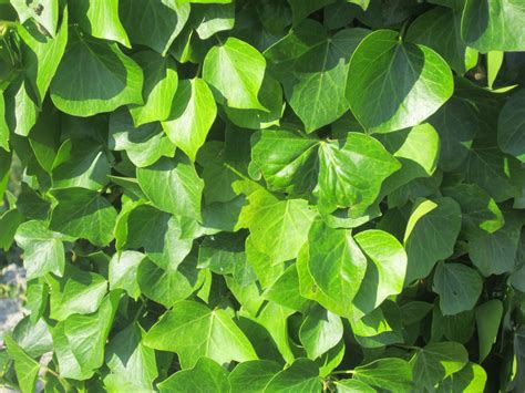 Fotos gratis árbol naturaleza rama hoja flor comida verde