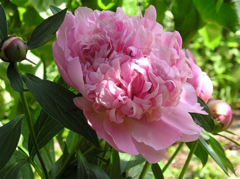 Free Images : blossom, flower, petal, pink, peony, flowering plant