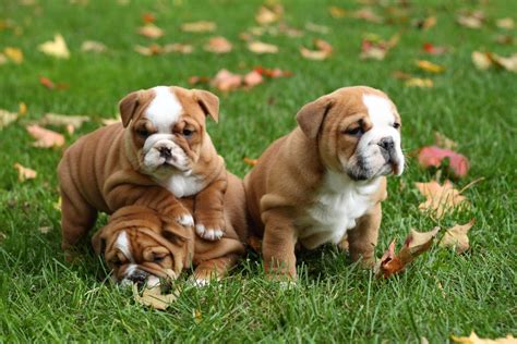 Learn More About The Types Of Bulldogs