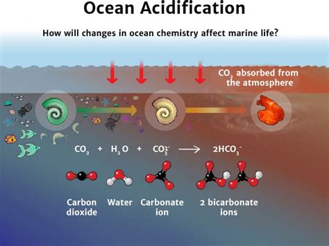 Ocean Acidification Diagram