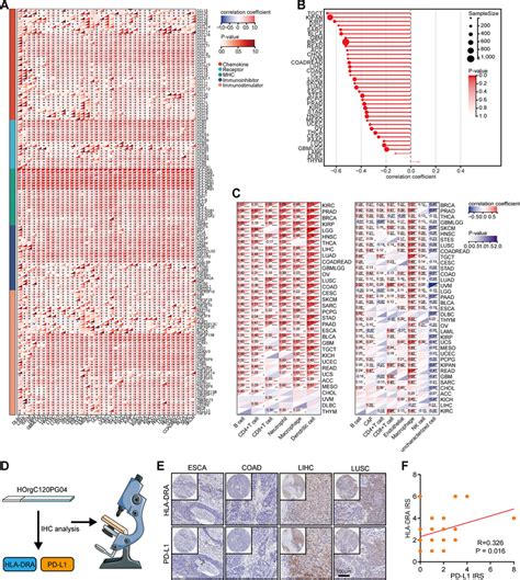 Pan Cancer Analysis Of The Immunocorrelation Of Hla Dra A Correlations