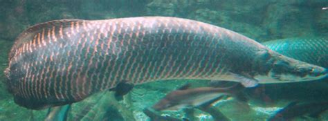 Harga Ikan Arapaima Dewasa And Kecil April 2024