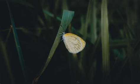 Amarillo Barrado Mariposa Insecto Foto Gratis En Pixabay Pixabay