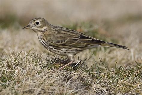 Details Meadow Pipit Birdguides