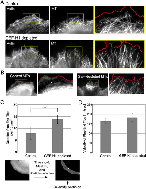 Microtubule Organization Is Perturbed Upon Gef H Depletion A