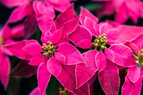 Merah Jambu Hari Natal Dekorasi Foto Gratis Di Pixabay Pixabay