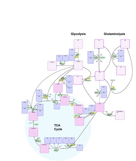 Human Metabolome Technologies America Inc.Glycolysis and Glutaminolysis | Human Metabolome ...